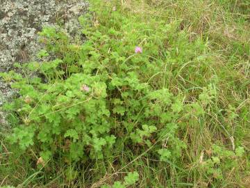 Fotografia da espécie Pelargonium capitatum