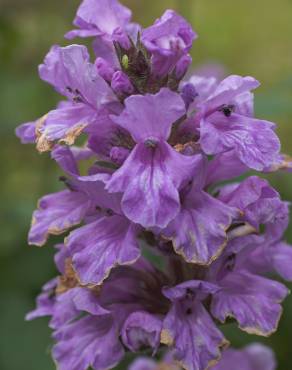 Fotografia 1 da espécie Salvia uliginosa no Jardim Botânico UTAD