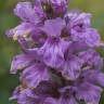 Fotografia 1 da espécie Salvia uliginosa do Jardim Botânico UTAD