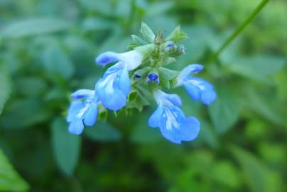 Fotografia da espécie Salvia uliginosa