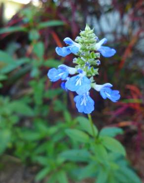 Fotografia 3 da espécie Salvia uliginosa no Jardim Botânico UTAD