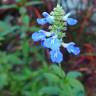 Fotografia 3 da espécie Salvia uliginosa do Jardim Botânico UTAD