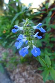 Fotografia da espécie Salvia uliginosa