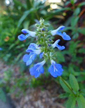 Fotografia 4 da espécie Salvia uliginosa no Jardim Botânico UTAD