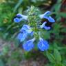 Fotografia 4 da espécie Salvia uliginosa do Jardim Botânico UTAD