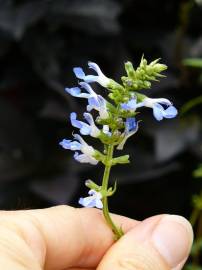 Fotografia da espécie Salvia uliginosa