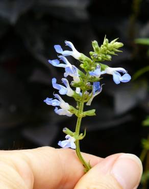 Fotografia 5 da espécie Salvia uliginosa no Jardim Botânico UTAD