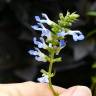 Fotografia 5 da espécie Salvia uliginosa do Jardim Botânico UTAD