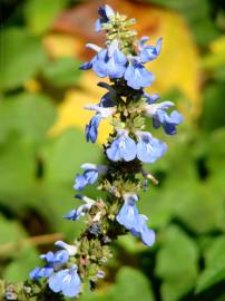 Fotografia da espécie Salvia uliginosa