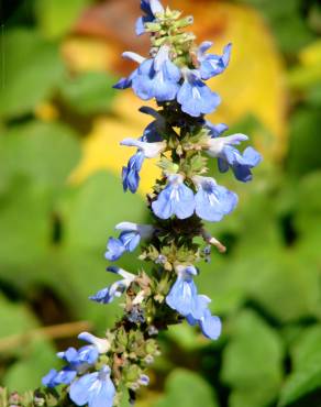 Fotografia 6 da espécie Salvia uliginosa no Jardim Botânico UTAD