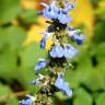 Fotografia 6 da espécie Salvia uliginosa do Jardim Botânico UTAD