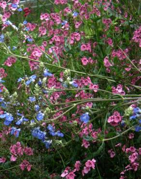 Fotografia 7 da espécie Salvia uliginosa no Jardim Botânico UTAD