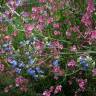 Fotografia 7 da espécie Salvia uliginosa do Jardim Botânico UTAD