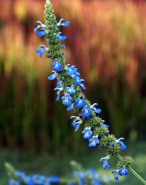 Fotografia 8 da espécie Salvia uliginosa no Jardim Botânico UTAD