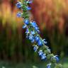 Fotografia 8 da espécie Salvia uliginosa do Jardim Botânico UTAD