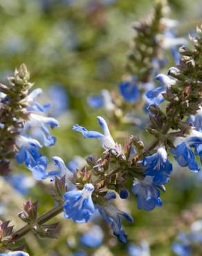 Fotografia 9 da espécie Salvia uliginosa no Jardim Botânico UTAD