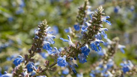 Fotografia da espécie Salvia uliginosa