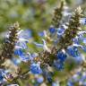 Fotografia 9 da espécie Salvia uliginosa do Jardim Botânico UTAD