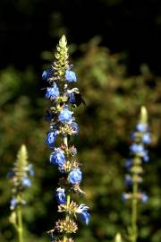 Fotografia da espécie Salvia uliginosa