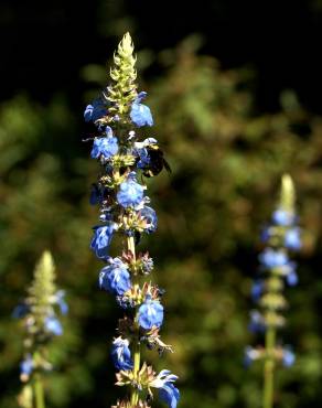 Fotografia 10 da espécie Salvia uliginosa no Jardim Botânico UTAD