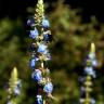 Fotografia 10 da espécie Salvia uliginosa do Jardim Botânico UTAD