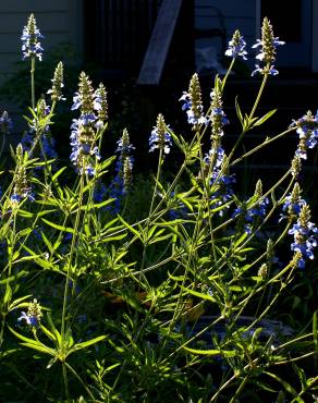 Fotografia 11 da espécie Salvia uliginosa no Jardim Botânico UTAD