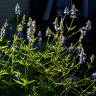 Fotografia 11 da espécie Salvia uliginosa do Jardim Botânico UTAD