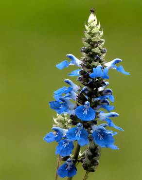 Fotografia 12 da espécie Salvia uliginosa no Jardim Botânico UTAD