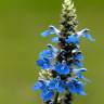 Fotografia 12 da espécie Salvia uliginosa do Jardim Botânico UTAD