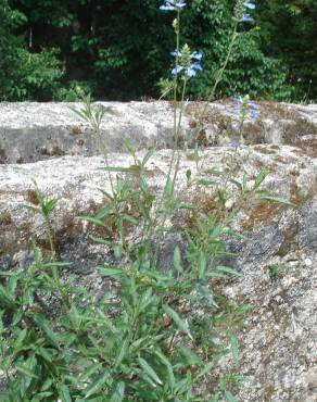 Fotografia 13 da espécie Salvia uliginosa no Jardim Botânico UTAD