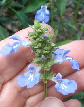 Fotografia 14 da espécie Salvia uliginosa no Jardim Botânico UTAD