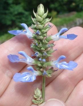 Fotografia 15 da espécie Salvia uliginosa no Jardim Botânico UTAD