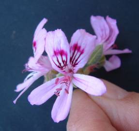 Fotografia da espécie Pelargonium capitatum