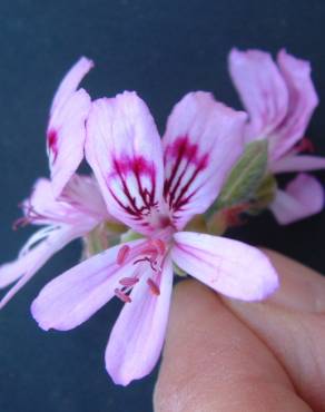 Fotografia 7 da espécie Pelargonium capitatum no Jardim Botânico UTAD