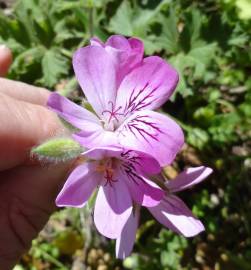 Fotografia da espécie Pelargonium capitatum