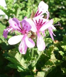 Fotografia da espécie Pelargonium capitatum