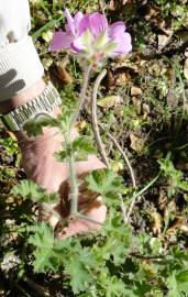 Fotografia da espécie Pelargonium capitatum