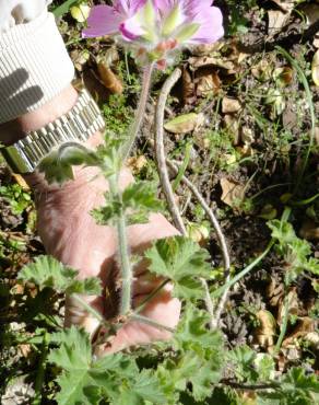 Fotografia 10 da espécie Pelargonium capitatum no Jardim Botânico UTAD
