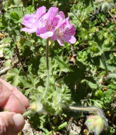 Fotografia da espécie Pelargonium capitatum