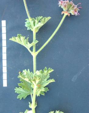 Fotografia 12 da espécie Pelargonium capitatum no Jardim Botânico UTAD