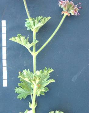 Fotografia 12 da espécie Pelargonium capitatum no Jardim Botânico UTAD