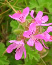 Fotografia da espécie Pelargonium capitatum