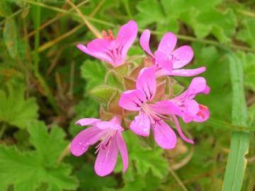 Fotografia da espécie Pelargonium capitatum