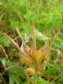 Fotografia da espécie Pelargonium capitatum