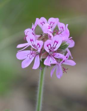 Fotografia 14 da espécie Pelargonium capitatum no Jardim Botânico UTAD