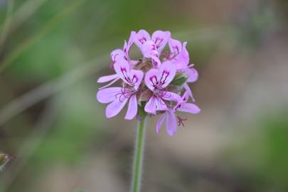 Fotografia da espécie Pelargonium capitatum