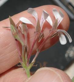 Fotografia da espécie Pelargonium x fragrans