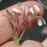 Fotografia 5 da espécie Pelargonium x fragrans do Jardim Botânico UTAD