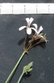 Fotografia da espécie Pelargonium x fragrans