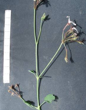 Fotografia 7 da espécie Pelargonium x fragrans no Jardim Botânico UTAD